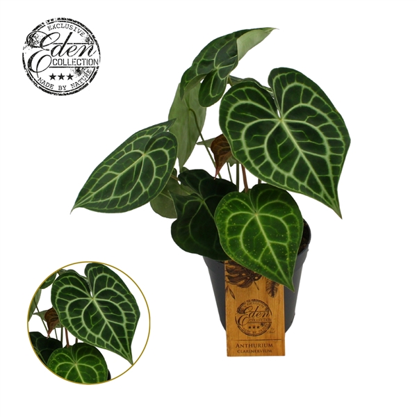 <h4>Anthurium Clarinervium 15cm</h4>