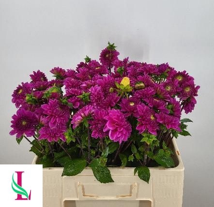 <h4>DAHL BALL PURPLE FOX</h4>