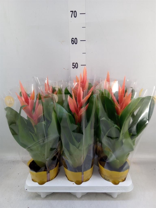 <h4>Tillandsia 'Ziva'</h4>