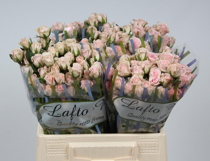 <h4>R TR SEVERINA</h4>