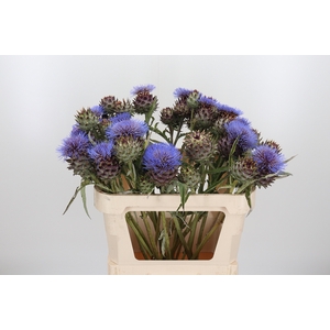Cynara Cardunculus