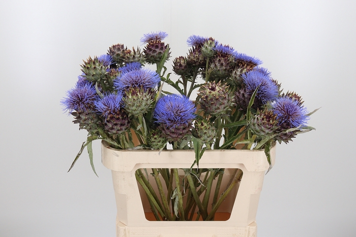 <h4>Cynara Cardunculus</h4>