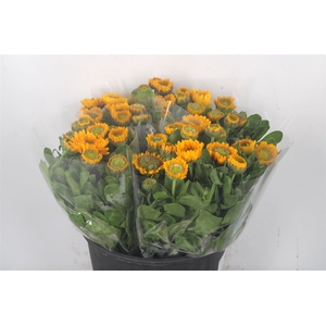 Calendula Yellow Extra X10