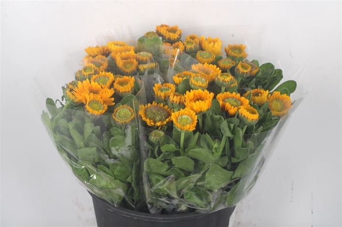 <h4>Calendula Yellow Extra X10</h4>