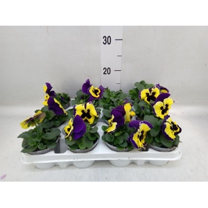 Viola wr. 'Evo Yellow Duet'