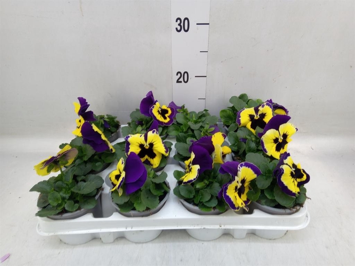 <h4>Viola wr. 'Evo Yellow Duet'</h4>