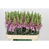 Antirrhinum Potomac Lavender