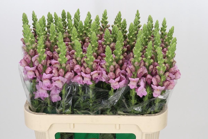 <h4>Antirrhinum Potomac Lavender</h4>