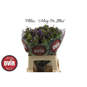 PHLOX WIZZARD PURPLE ILLUSIONZ