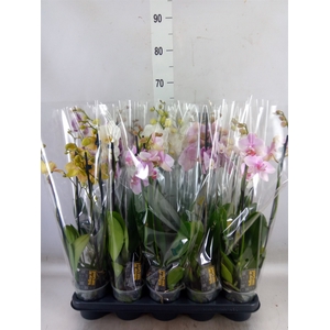 Phalaenopsis   ...mix  5