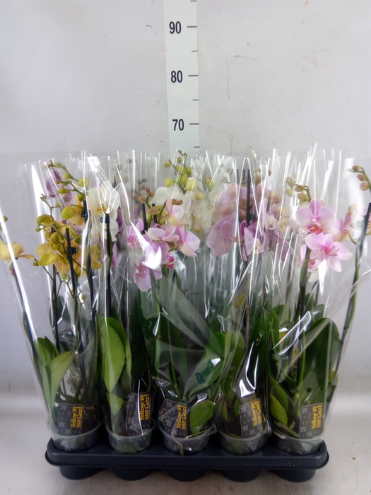 <h4>Phalaenopsis   ...mix  5</h4>