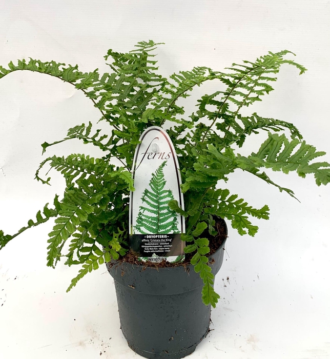 <h4>Varens gemengd</h4>