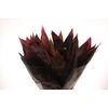 Cordyline Leaf Red Top