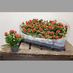 Kal Ge Rf Noelle Red