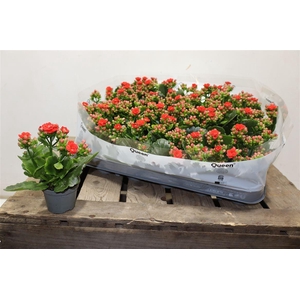 arr8 Kal Ge Rf Noelle