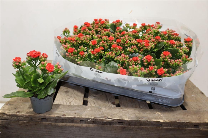 <h4>Kal Ge Rf Noelle Red</h4>