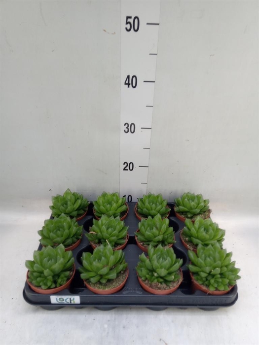 <h4>Haworthia ...</h4>