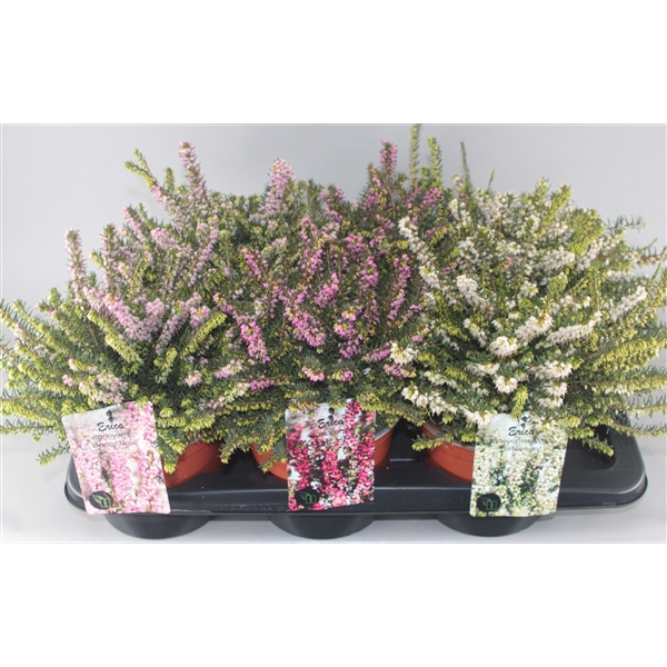 <h4>Erica Darleyensis 'Mix' C2 Tray</h4>