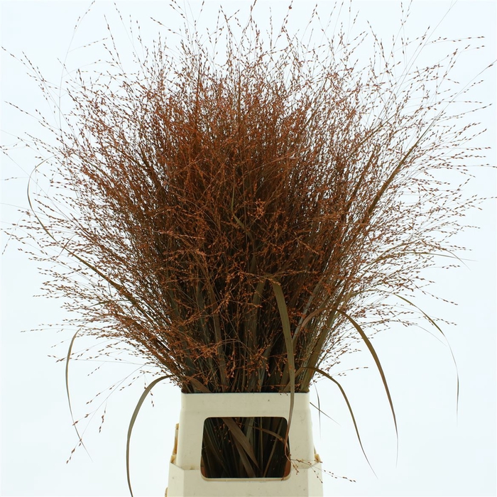 <h4>Siergras Klb Donker Oranje</h4>