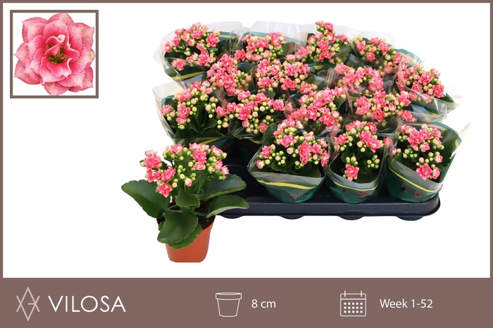 <h4>KAL GE WEAVER BICOL</h4>