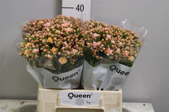 <h4>Kal Lace Pink Meadow</h4>