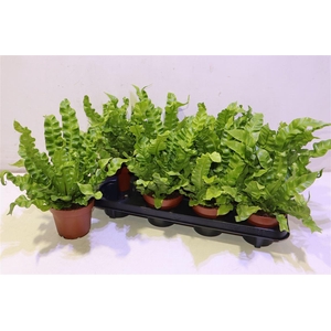 Asple Ni Crispy Wave