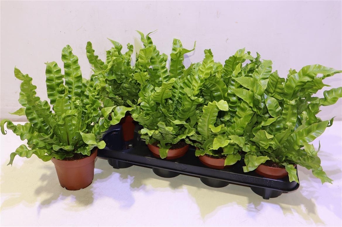 <h4>Asple Ni Crispy Wave</h4>