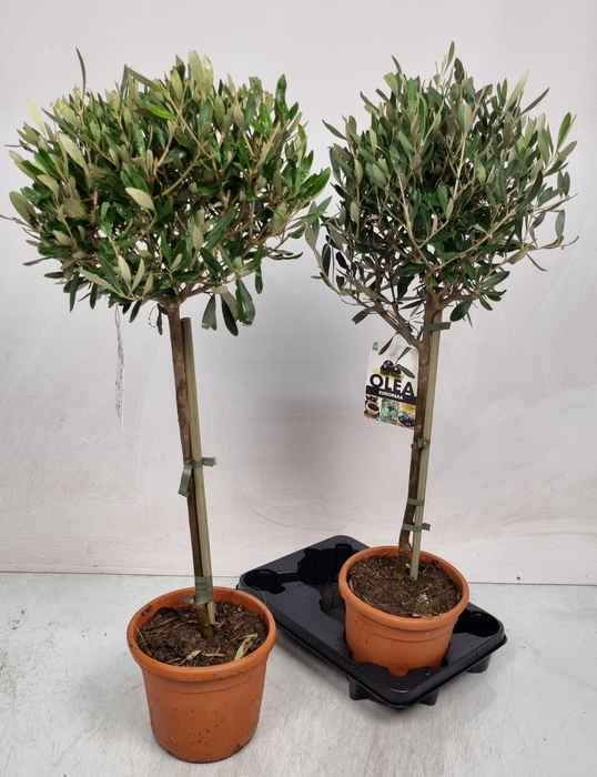 <h4>OLEA EUROPAEA</h4>