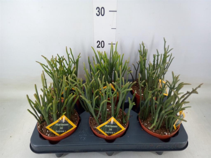 <h4>Crassula   ...</h4>