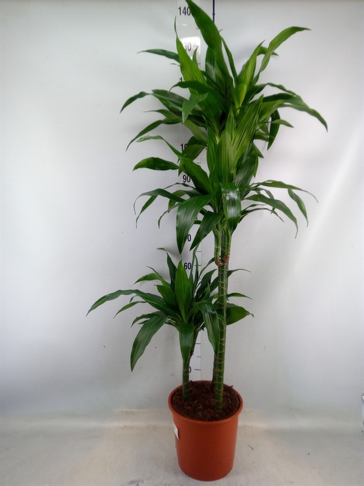 <h4>Dracaena frag. 'Janet Craig'</h4>