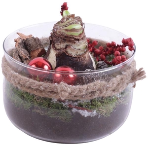 Christmas Arr. Amaryllis Glass Bowl with Rope Ø16cm 1PP