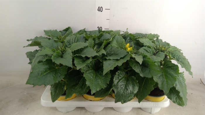 <h4>Helianthus an. 'Sunsation'</h4>