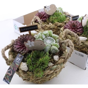 ARR SEMPERVIVUM