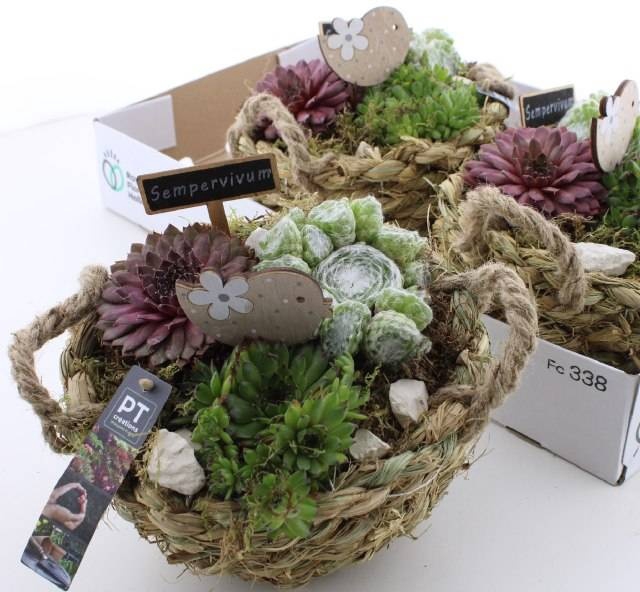 <h4>ARR SEMPERVIVUM</h4>