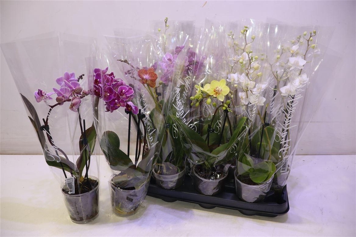 <h4>arr8 Phal Gem 4 Kl</h4>