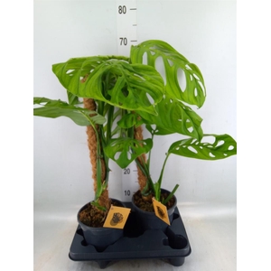 Monstera   ...