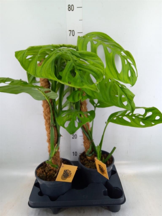 <h4>Monstera   ...</h4>