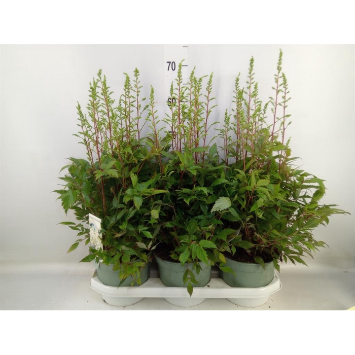 <h4>Astilbe  'Younique White'</h4>