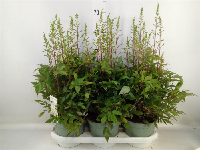 Astilbe  'Younique White'