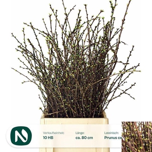 Kersenbloesem Bunch Nowack