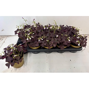 OXALIS TRIANGULARIS