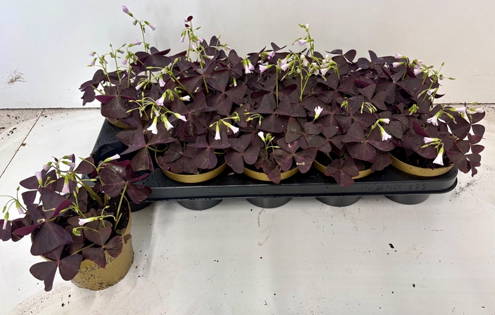 <h4>OXALIS TRIANGULARIS</h4>