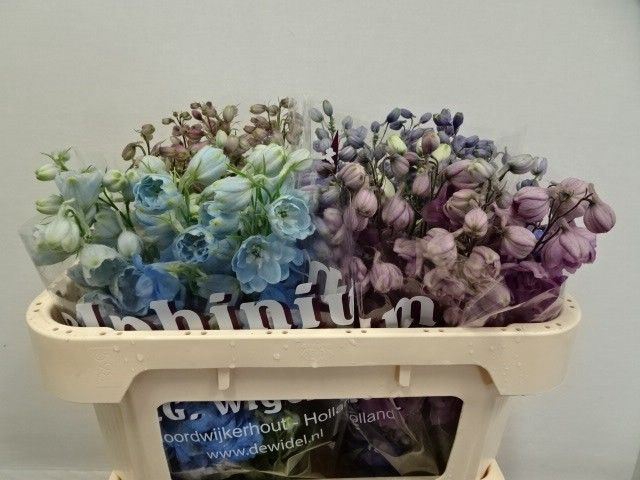<h4>DELPHINIUM DU   ...MIX</h4>