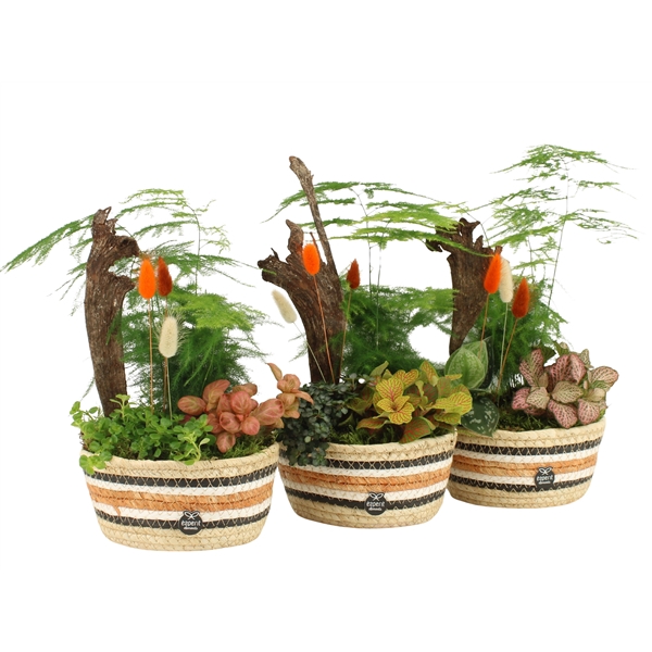 <h4>41597: Treasure time arrangement</h4>