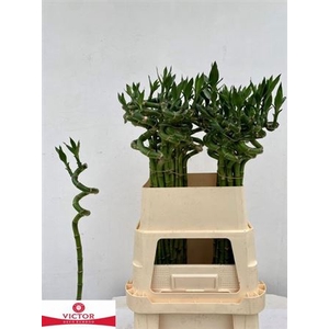 Drac S Lucky Bamboo 80cm X40