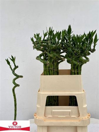 <h4>Drac S Lucky Bamboo 80cm</h4>