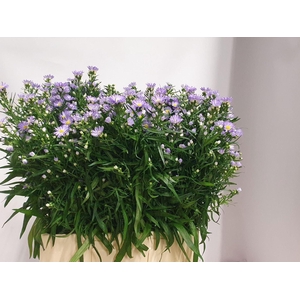 ASTER CASSANDRA 20 GR.