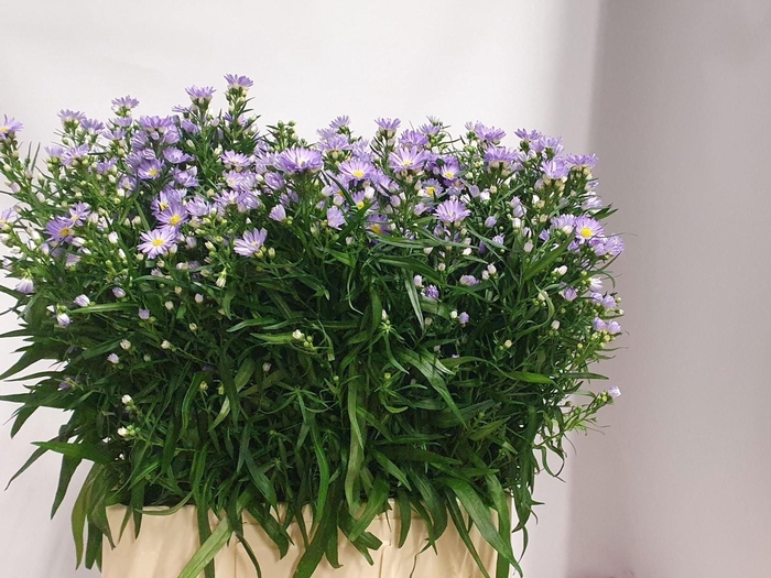 <h4>ASTER CASSANDRA 20 GR.</h4>