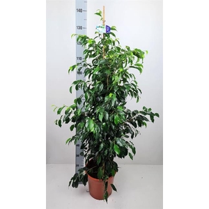 Ficus benjamina Danielle 27Ø 140cm 2pp