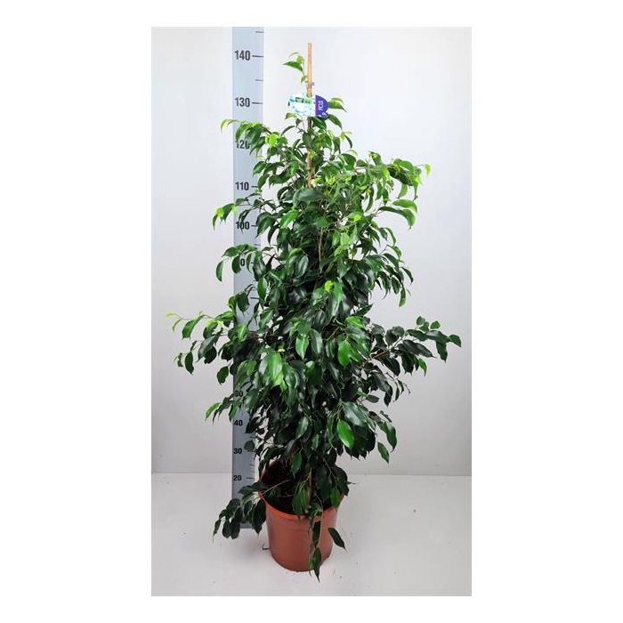 <h4>Ficus benjamina Danielle 27Ø 140cm 2pp</h4>